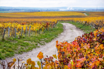 field of flowers