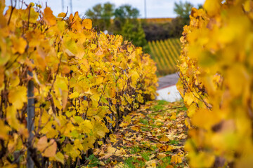 autumn leaves on a fence
