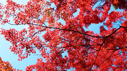 beautiful autumn leaves in Kyoto, Japan