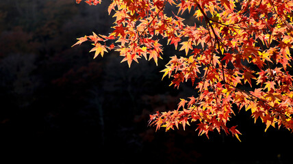 beautiful autumn leaves in Kyoto, Japan