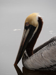 Close Up of an Adult Brown Pelican in Profile Floating in the Gulf of Mexico