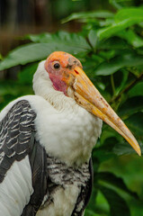 potrait of painted stork