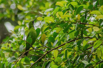 green leaves on a branch