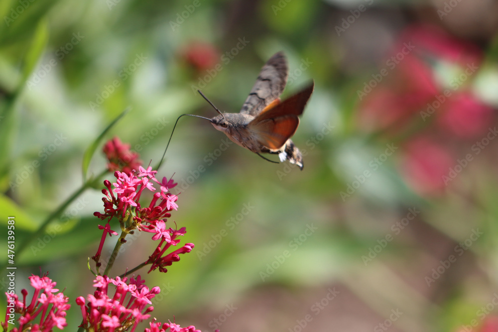 Sticker closeup shot of a hummingbird hawk-moth flying near the blooming flowers