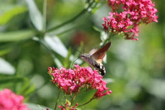 Closeup shot of a Hummingbird hawk-moth flying near the blooming flowers