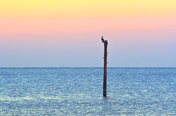 A bird on a pole in the sea