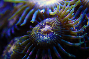 Amazing colorful Pandora zoanthids polyps colony 