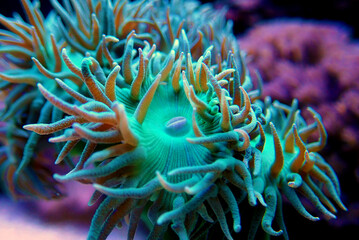 Fototapeta na wymiar Big Green polyps of Duncan LPS coral - duncanopsammia axifuga