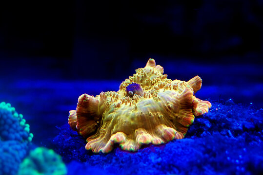 Gold Discosoma Mushroom coral/anemone - (Actinodiscus sp.)