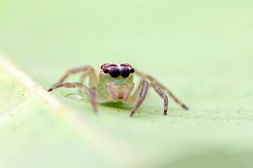 Telamonia spider on a leaf