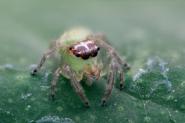 Spider on a leaf