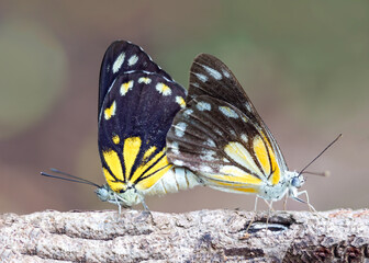 A couple of butterfly