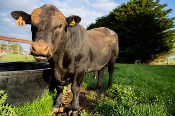Close up of Stud speckle park Beef bulls, cows and calves grazing on grass in a field, in...
