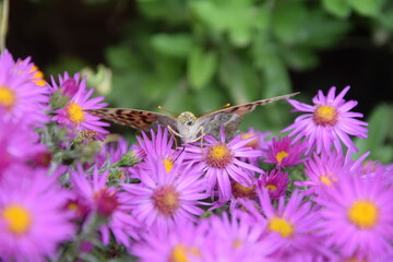 Lovely multicolored butterfly on a flower meadow