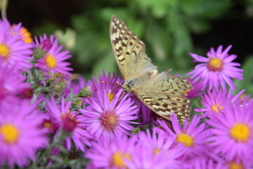 Lovely multicolored butterfly on a flower meadow