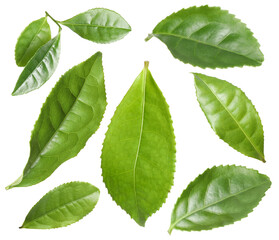 Naklejka na ściany i meble Set with fresh green leaves on white background