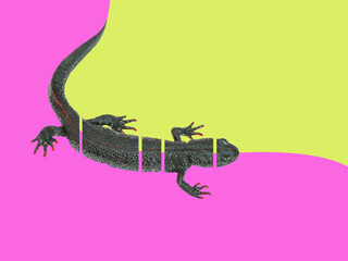 Collage of a cut black lizard on an abstract background.