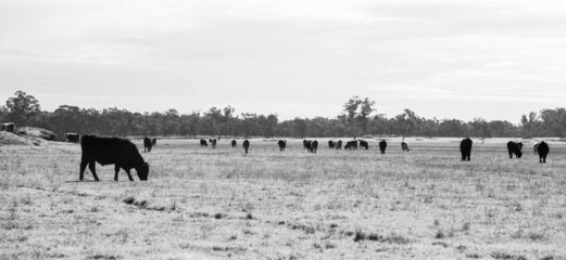Stud Angus, wagyu, Murray grey, Dairy and beef Cows and Bulls grazing on grass and pasture in a...