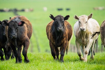Close up of Stud Beef bulls and cows grazing on grass in a field, in Australia. breeds include...
