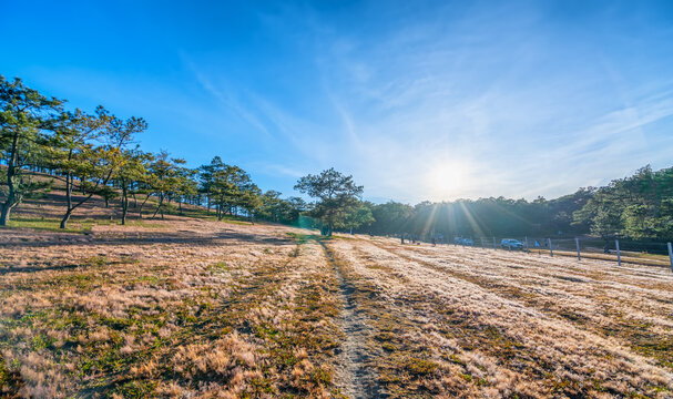 Tourists visit kick up, photographed on grass hills pink in spring morning as a way to relax at the tourist city of Da Lat, Vietnam