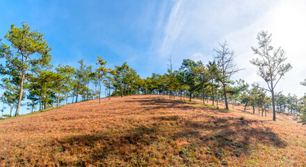 Field snow grass on a pine hill in the morning to welcome a peaceful new day in the highlands near Da Lat, Vietnam