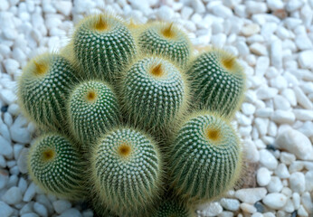 Cactus or Succulent flowerbeds plant in the garden. This is a species of cactus family that is resistant to extreme weather and is decorated in the home