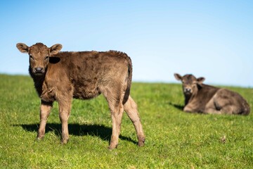 Close up of Stud Beef bulls and cows grazing on grass in a field, in Australia. breeds include...