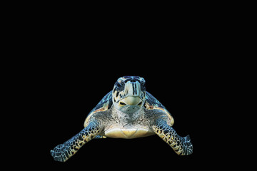 A shot of a hawksbill turtle cropped out of its original scene and given a solid black background  