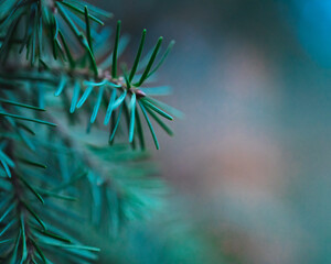 Close-up of Douglas-fir tree in Washington State