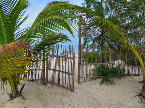 view of a wooden barrier with small palms on beach sand near the water in Sansibar, Tanzania