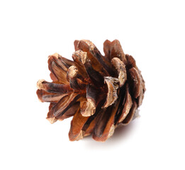 Beautiful pine cone on white background