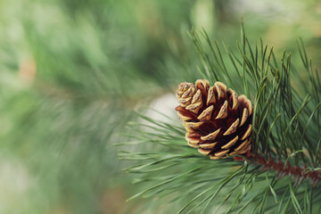 Pine branch with cone on blurred background, closeup. Space for text