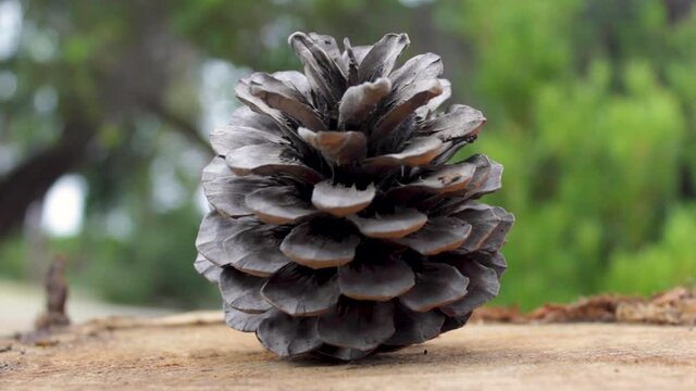 Pinecone sitting on a tree stump. Close up, depth of field.