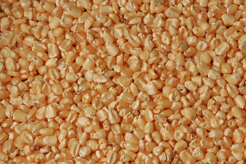 Corn corn. Cob grains. Raw corn