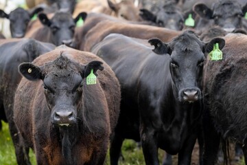 Stud Angus, wagyu, Murray grey, Dairy and beef Cows and Bulls grazing on grass and pasture in a...