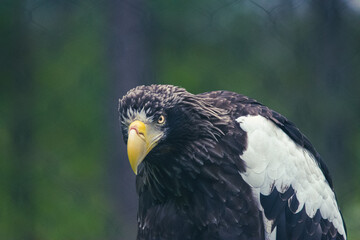 Haliaeetus pelagicus, stellers sea eagle
