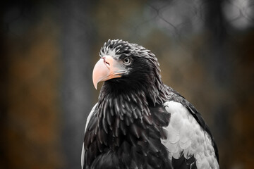 Haliaeetus pelagicus, stellers sea eagle