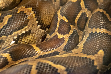snake