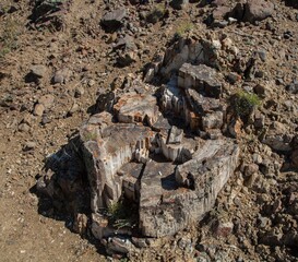 Petrified stump in Yellowstone National Park, Wyoming