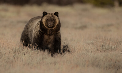 Grizzly Bear in Grand Teton National Park, Wyoming. 