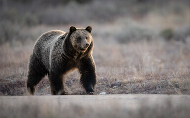 Fototapeta premium Grizzly Bear in Grand Teton National Park, Wyoming. 