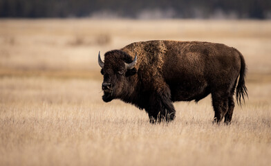 Bison in Grand Teton National Park, Wyoming. 
