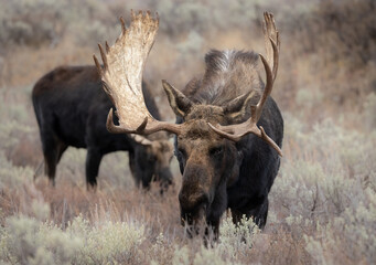 Obraz premium Moose in Grand Teton National Park, Wyoming. 