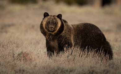 Grizzly Bear in Grand Teton National Park, Wyoming. 