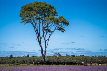 Cows grazing on dry pasture in a drought, in Australia.