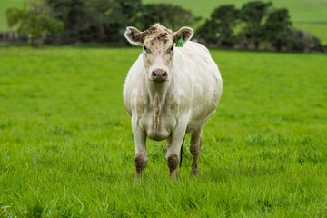 herd of Stud beef cows and bulls grazing on green grass in Australia, breeds include speckled park,...