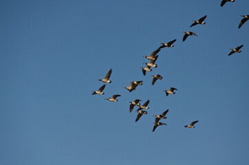 A Flock of Cackling Geese in the Sky