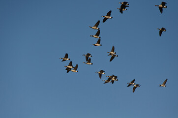 A Flock of Cackling Geese in the Sky