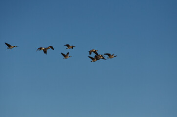 A Flock of Cackling Geese in the Sky