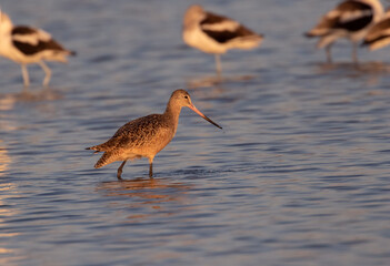 Marbled godwit (Limosa fedoa) foraging in the Galveston Bay